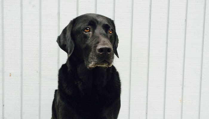 Duke the shop dog Images